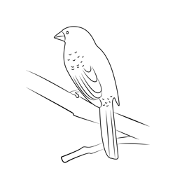 Sparrow On Tree Free Coloring Page for Kids