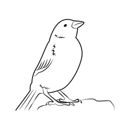 Sparrow Sitting On Rock Free Coloring Page for Kids