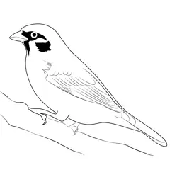 Sparrow Free Coloring Page for Kids