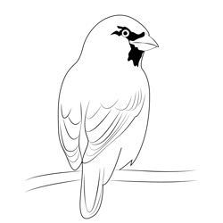 The House Sparrow Free Coloring Page for Kids