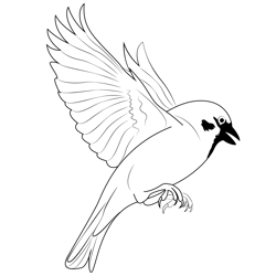 Tree Sparrow Fly Free Coloring Page for Kids