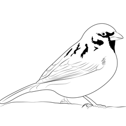 Tree Sparrow Free Coloring Page for Kids