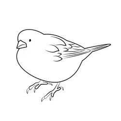 Very Fluffy Little Sparrow Free Coloring Page for Kids