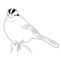White Throated Sparrow Free Coloring Page for Kids