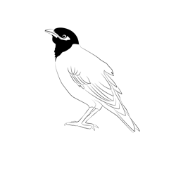 Common Myna 1 Free Coloring Page for Kids
