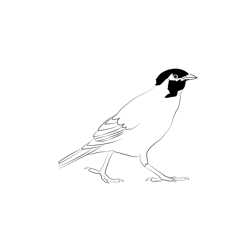 Common Myna 2 Free Coloring Page for Kids