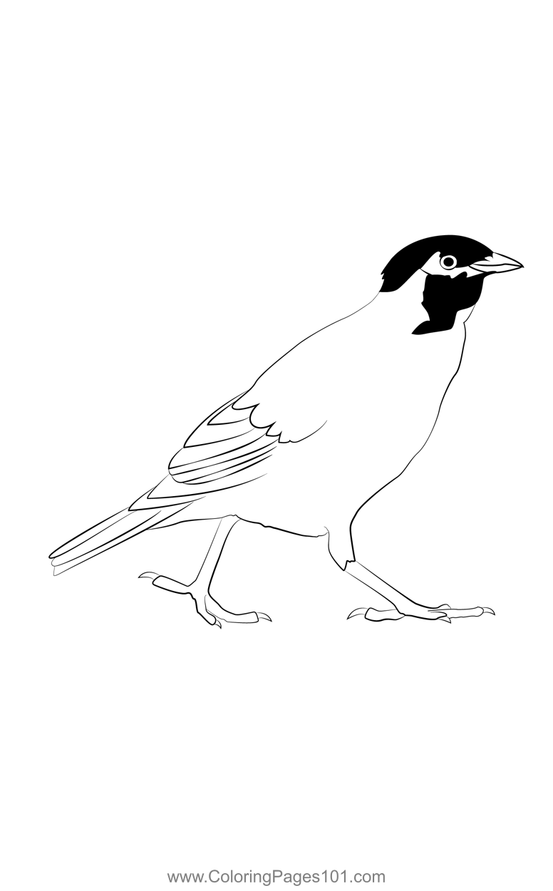 Common Myna 2 Coloring Page for Kids Free Starlings Printable