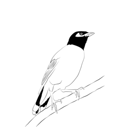Common Myna 4 Free Coloring Page for Kids