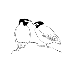 Common Myna 5 Free Coloring Page for Kids