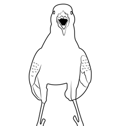 Myna Bird Free Coloring Page for Kids