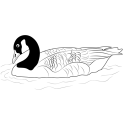 Adult Canada Goose Free Coloring Page for Kids