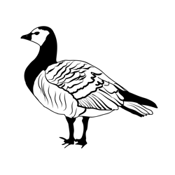Barnacle Goose 1 Free Coloring Page for Kids