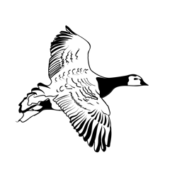 Barnacle Goose 2 Free Coloring Page for Kids
