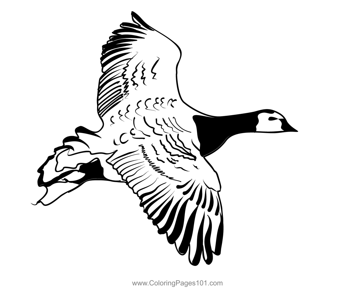 Barnacle Goose 2 Coloring Page for Kids Free Swans and Geese