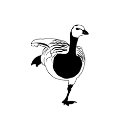 Barnacle Goose 3 Free Coloring Page for Kids
