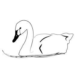 Bewick's Swan 1 Free Coloring Page for Kids