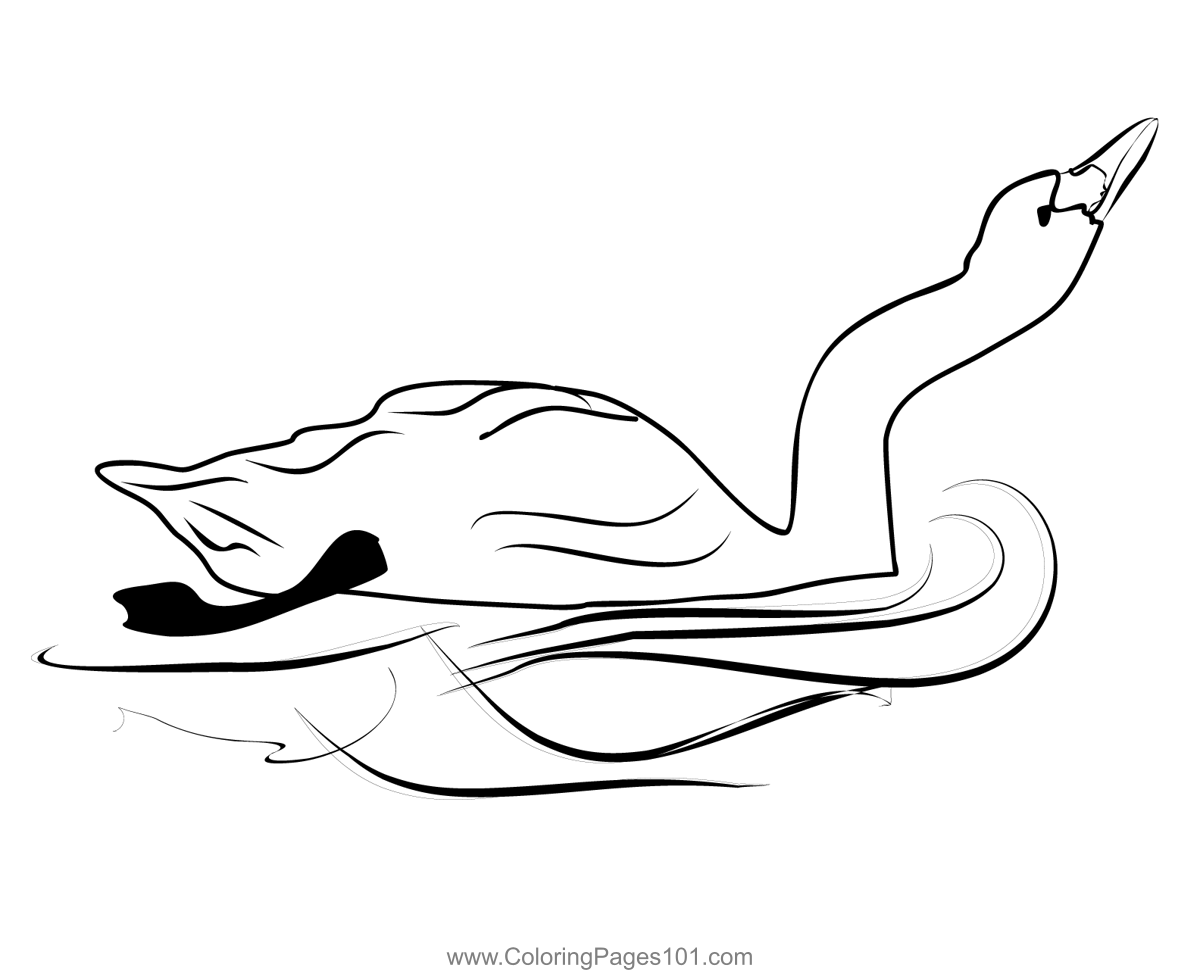 Bewick's Swan 2 Coloring Page for Kids - Free Swans and Geese Printable ...