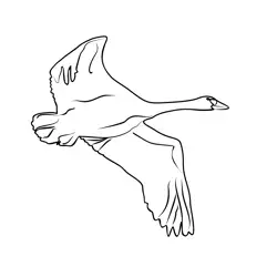 Bewick's Swan 4 Free Coloring Page for Kids