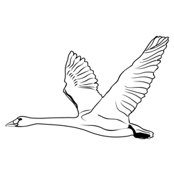 Bewick's Swan05 Free Coloring Page for Kids