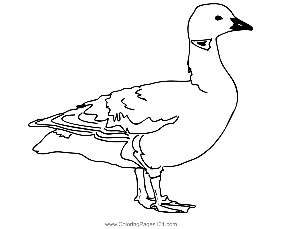 Brent Goose 1 Coloring Page for Kids - Free Swans and Geese Printable ...