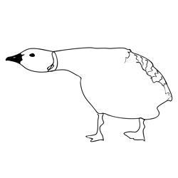 Brent Goose 2 Free Coloring Page for Kids