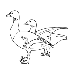 Brent Goose 3 Free Coloring Page for Kids