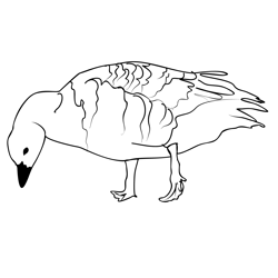 Brent Goose 4 Free Coloring Page for Kids