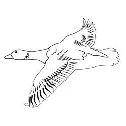 Brent Goose05 Free Coloring Page for Kids