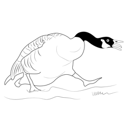 Canada Geese Attack Free Coloring Page for Kids