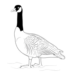Canada Geese In New Zealand Free Coloring Page for Kids