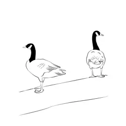 Canada Goose 11 Free Coloring Page for Kids