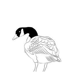 Canada Goose 12 Free Coloring Page for Kids