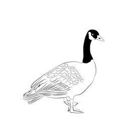 Canada Goose 13 Free Coloring Page for Kids