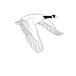 Canada Goose 14 Free Coloring Page for Kids