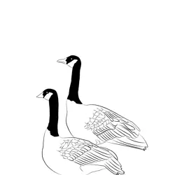Canada Goose 15 Free Coloring Page for Kids