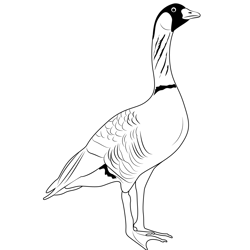 Canada Goose 18 Free Coloring Page for Kids