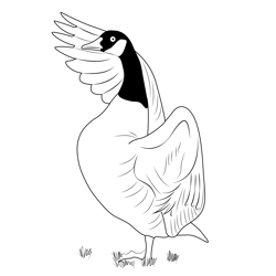 Canada Goose 19 Free Coloring Page for Kids