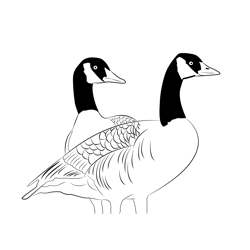 Canada Goose 2 Free Coloring Page for Kids