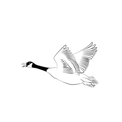 Canada Goose 3 Free Coloring Page for Kids