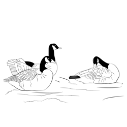 Canada Goose 4 Free Coloring Page for Kids
