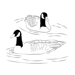 Canada Goose 5 Free Coloring Page for Kids