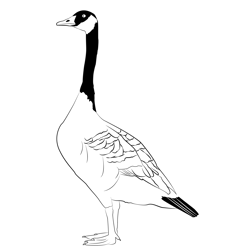 Canada Goose 6 Free Coloring Page for Kids