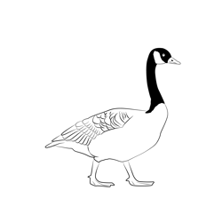 Canada Goose 7 Free Coloring Page for Kids