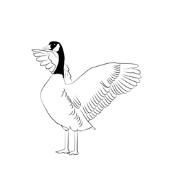 Canada Goose 9 Free Coloring Page for Kids