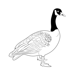 Canada Goose Look Free Coloring Page for Kids