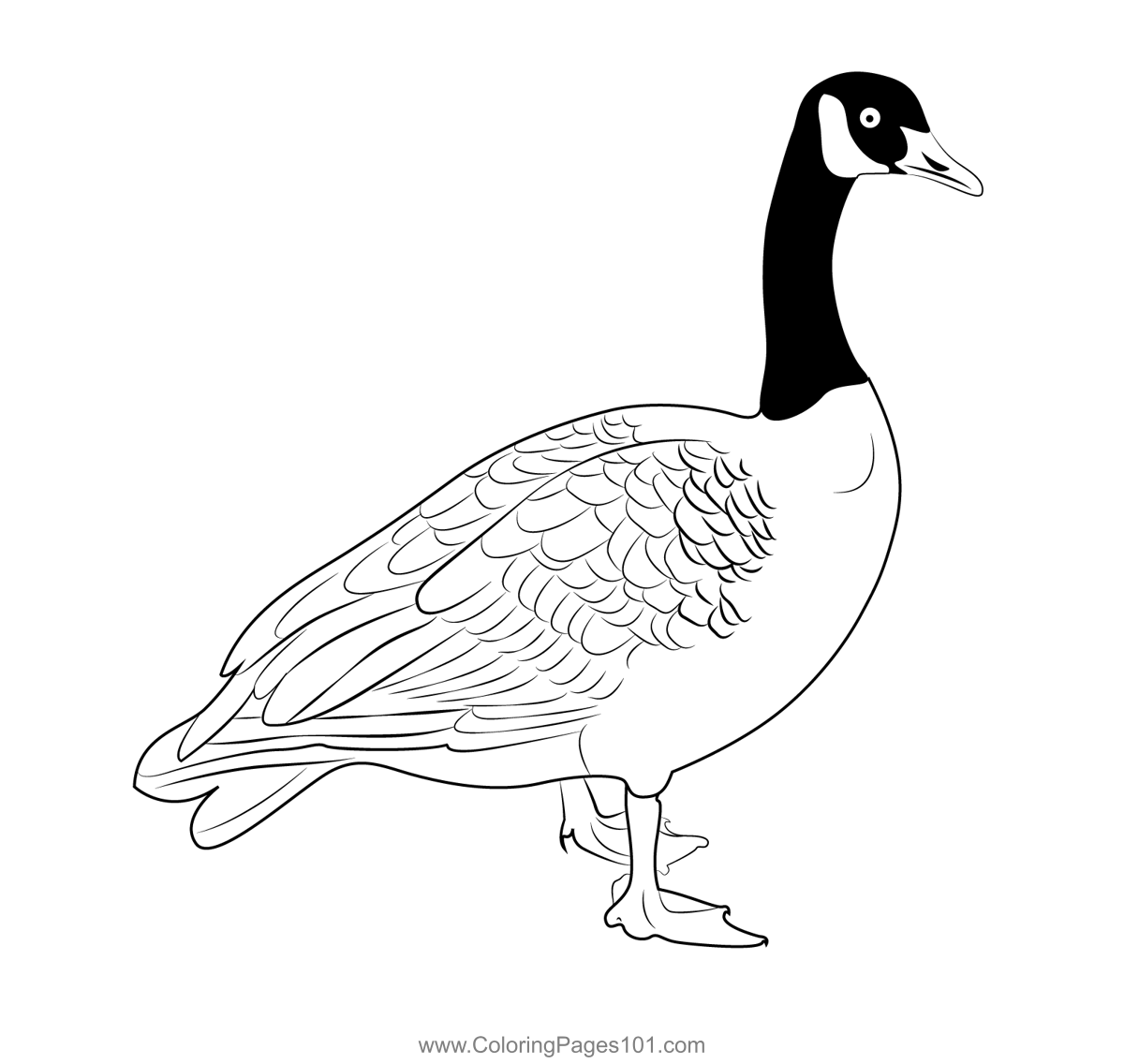 Canada Goose Look Coloring Page for Kids - Free Swans and Geese