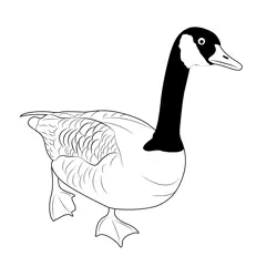 Canada Goose Standing Free Coloring Page for Kids