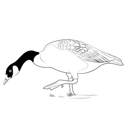 Canada Goose Free Coloring Page for Kids