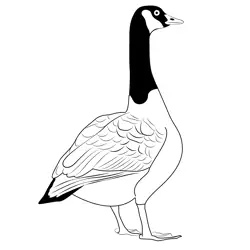 Canadian Goose Bird Wild Free Coloring Page for Kids