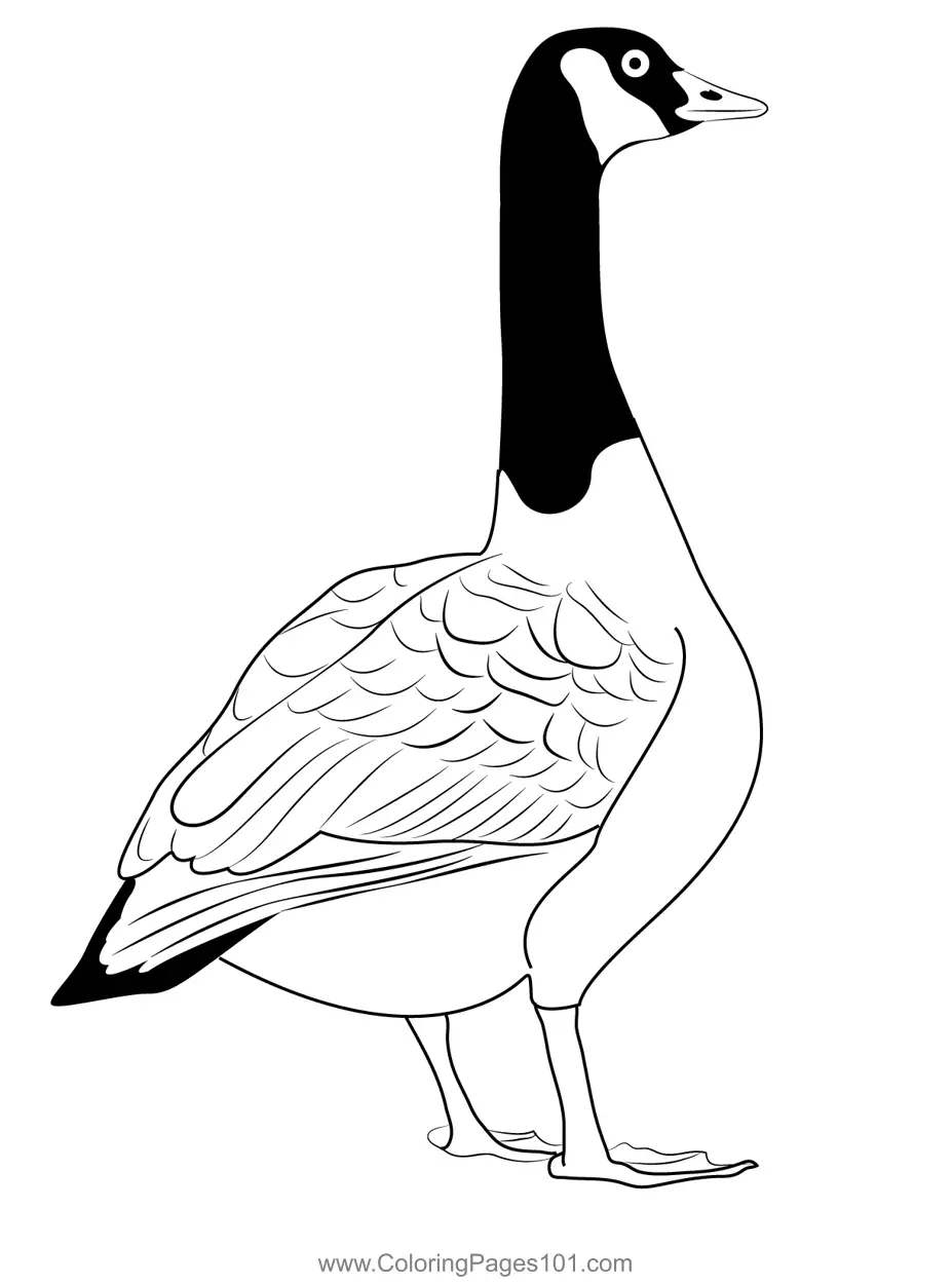Canadian Goose Bird Wild Coloring Page for Kids - Free Swans and Geese ...